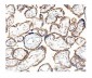 Anti-Hexokinase 1/HK1 Antibody Picoband™ (monoclonal, 2I4)